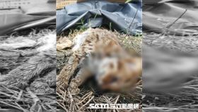 苗石虎遭路殺／縣府農業處提供