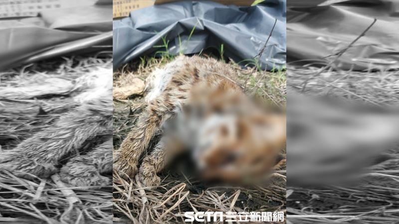 4個月小石虎遭撞死　露無辜臉躺路邊