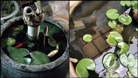 鯉魚,被偷,老婦,歐巴桑,活逮