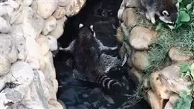 浣熊 民眾林先生提供