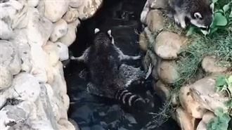 超可愛浣熊「堅持不碰水」…同伴傻眼