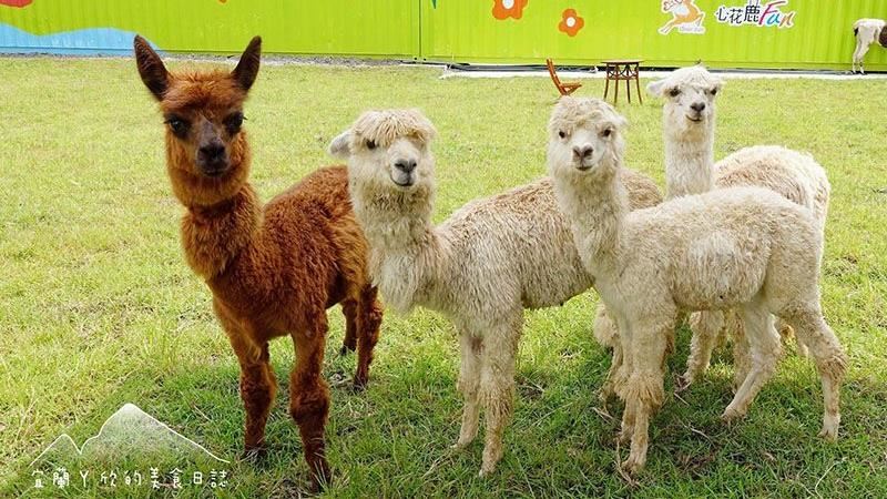 宜蘭可愛動物園　親子同樂的不二選擇