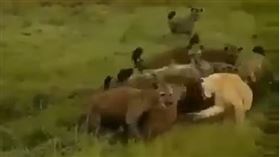 （圖／翻攝自Life of animal YouTube）