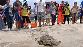 澎湖野放海龜重返大海（1）來自全國各級學校的海洋教育專業教師，20日在澎湖(山時)裡海域野放9隻保育類海龜，不少參加人員都是首次參與，相當感動。中央社  109年8月20日