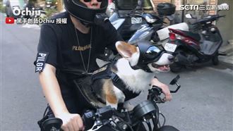 柯基專屬頭盔兜風　網讚：最酷狗狗！