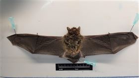 防檢局：基隆蝙蝠驗出台灣蝙蝠麗沙病毒農委會防檢局20日發布新聞稿指出，家畜衛生試驗所在14日接獲基隆市動物保護防疫所送檢檢體，檢體為民眾在基隆市暖暖區碇內抽水站附近拾獲的一隻東亞家蝠，檢體檢出台灣蝙蝠麗沙病毒。（防檢局提供）中央社記者吳欣紜傳真　109年8月20日