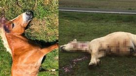 法國從2月開始，先後發現15匹「耳朵被割掉」的馬屍。（圖／翻攝自Jura police臉書） 