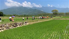 媲美金城武樹　池上神之米田區觀光客暴增台東青農魏瑞廷位於池上鄉的水稻田，採行友善耕種，在田邊光臘樹下立「神之米」木牌，近期台東觀光客暴增，許多遊客慕名朝聖，熱門程度媲美金城武樹。中央社記者李先鳳攝　109年8月20日