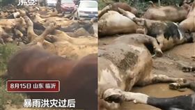 山東洪水沖走150頭牛…水退驚見「露天停屍間」全淹死
圖翻攝自沸點視頻