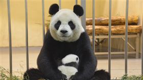 二寶成長日記：媽咪「圓圓」享用「發奶」聖品〜「豌豆蛋白」及「亞麻仁油」!（圖／臺北市立動物園提供）