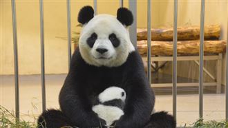 「圓仔妹」生長快　圓圓嗑2發奶聖品