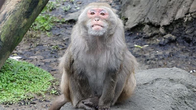 動物園有棒球隊？台灣獼猴1天2訓練