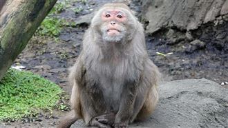 動物園有棒球隊？台灣獼猴1天2訓練