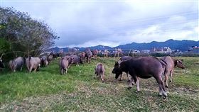 新北市高灘處拍賣大漢溪放牧水牛引發爭議新北市政府高灘地工程管理處21日原要拍賣河邊放牧的水牛，有人擔心「不人道」而引發爭議，市府暫時下架拍賣公告。（高灘處提供）中央社記者黃旭昇新北傳真  109年8月21日