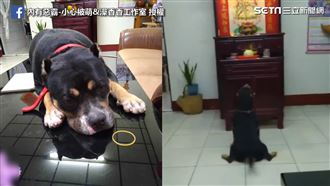 惡霸犬神桌前討吃　媽爆：牠之前偷吃