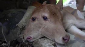 母牛難產7小時！生下「4眼、2嘴」雙頭牛…專家驚曝原因（圖／翻攝自微博）