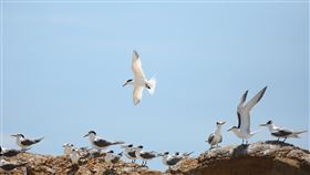 神話之鳥過境馬祖　盼帶來賞鳥觀光馬祖歷經7月燕鷗繁殖失利，如今終於盼來千隻燕鷗過境馬祖，其中甚至有神話之鳥「黑嘴端鳳頭燕鷗」，據歷年觀察，評估停留約2週，縣府期待為馬祖帶來賞鳥觀光效益。（產發處長王建華提供）中央社記者邱筠馬祖傳真　109年8月23日