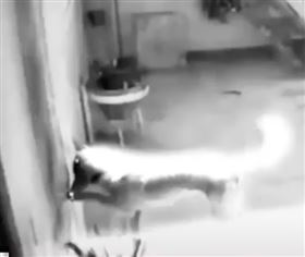 靈異,影片,鬼影,紗門,灰塵,