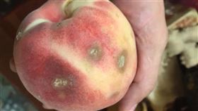  好市多水蜜桃一夜爛4顆　保存關鍵曝（圖／翻攝自Costco好市多 商品經驗老實說臉書）