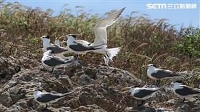 遷徙燕鷗群停靠馬祖休息站　把握機會目睹神話之鳥風采，圖／龍福山莊提供