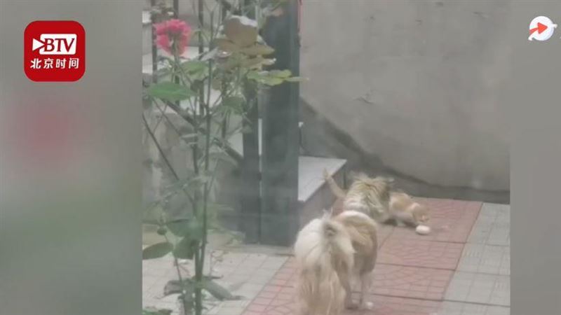 流浪貓窩路邊　狗狗接下來的舉動超暖