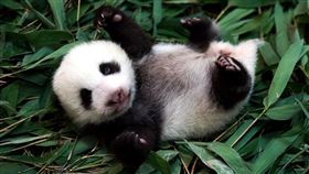 大貓熊寶寶「圓仔妹」已經學會翻身。（圖／台北市立動物園提供）