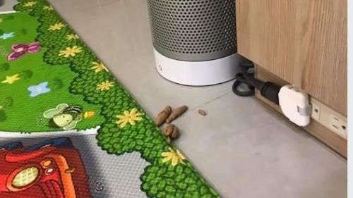 3歲孩家中亂「拉屎」　曝真相網笑翻