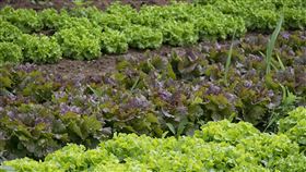 菜園(圖／翻攝自ｐＩＸＡＢＡＹ）