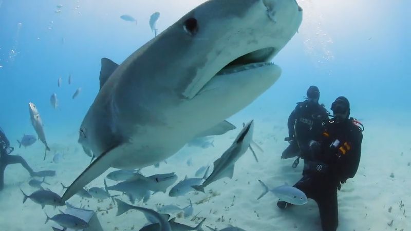 史上首次「沉默獵手」音頻被科學家錄到了
