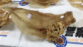 刑事局警方搜出高價瀕危「加利福尼亞灣石首魚」乾魚鰾（俗稱黃花膠）。（記者李依璇攝影）