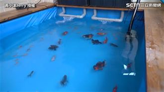 成本不到4千！便宜自製魚池、過濾器