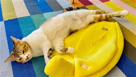 「黃阿瑪的後宮生活」新來的貓咪「小花」（圖／翻攝自YouTube）