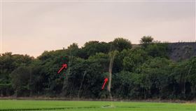 台中出現蚊子龍捲風　赫見蟲界活春宮（圖／翻攝自旺偉休閒航空俱樂部）