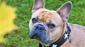法國鬥牛犬（圖／翻攝自Pixabay）