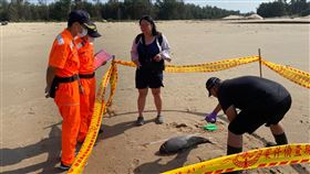 海洋悲歌一天兩起　鯨豚擱淺魂斷金門海岸（2）金馬澎分署第九（金門）岸巡隊24日獲報兩起鯨豚死亡事件，分別在金門本島及烈嶼地區，時間相近但距離遠，金門岸巡隊已請縣府水產試驗所了解事故原因，作為保育任務規劃依據。（金門岸巡隊提供）中央社記者黃慧敏傳真　109年8月24日