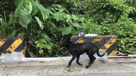 澄清湖出現捕獸夾　流浪犬腳掌遭夾爛命危台灣動物緊急救援小組25日指出，日前在澄清湖風景區救援一隻黑色流浪犬，其左前腳遭獸夾夾爛並露出白骨，人員將黑犬緊急送醫並手術進行截肢，目前仍有生命危險。（台灣動物緊急救援小組提供）中央社記者侯文婷傳真　109年8月25日
