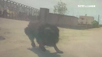 藏獒沒綁直衝突襲　他催爆油門逃命