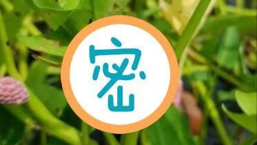 空心菜開花？網看正體驚喊：兇手！