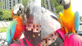 台南東橋，有網友騎車突飛來兩隻鸚鵡護法。（圖／翻攝自爆怨公社）