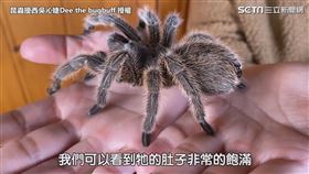▼▲昆蟲擾西養的紅毛蜘蛛－乖毛。（圖／昆蟲擾西吳沁婕Dee the bugbuff 授權）