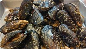 馬祖,貝類,馬祖淡菜,威爾鋼,精子,期刊,研究,海大　圖／海大提供