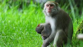 玉山,塔塔加園區,石山地區,台灣獼猴,路殺,抱屍（圖／玉管處提供）