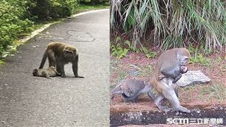 小猴遭撞死　母緊抱兒屍5日不放手