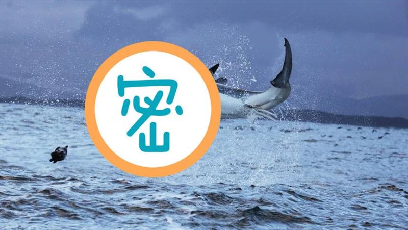 躍出海面4米！大白鯊驚悚獵食畫面曝