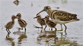 愛鳥人士周俊雄提供
