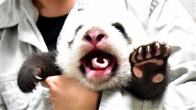 圓仔妹,大貓熊
圖/動物園提供