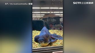 金魚全身發黑　女1年讓金魚重現光彩
