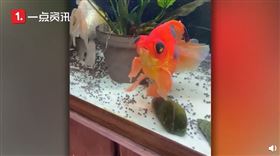 美國,堪薩斯州,金魚,顏色,重生（圖／翻攝自沸點視頻）