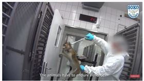 鐵鉗夾脖猴子掙扎…德國恐怖實驗室曝（圖／翻攝畫面）