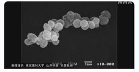 日本研究團隊將一種特殊細菌放置在國際太空站外的太空中長達3年，結果發現這種細菌還能存活，顯示部分生物暗藏能在太空生存並移動的可能性，提供生命起源更多研究空間。(twitter)